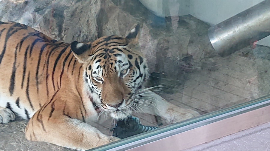 休みに動物園。