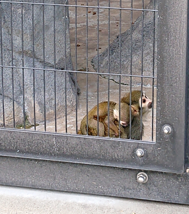 休みに動物園。